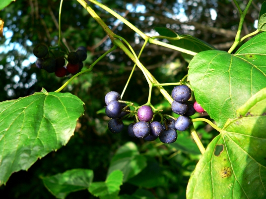 {Ampelopsis cordata}